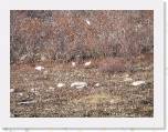 099 Willow PtarmiganJPG * Now you can see them better.  We were told that once it does snow, the ptarmigan look like 